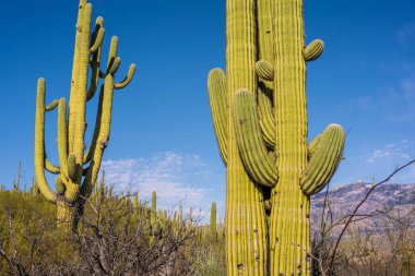 Catalina SP, Arizona 'da uzun ince bir Saguaro Kaktüsü