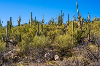 Catalina SP, Arizona 'da uzun ince bir Saguaro Kaktüsü