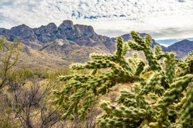 Oyuncak Ayı Cholla Catalina SP, Arizona 'da