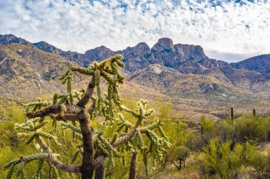 Oyuncak Ayı Cholla Catalina SP, Arizona 'da