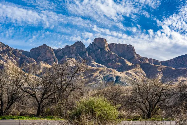 Catalina SP, Arizona 'da uzun ince bir Saguaro Kaktüsü