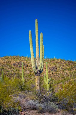 Tucson, Arizona 'da uzun ince bir Saguaro Kaktüsü