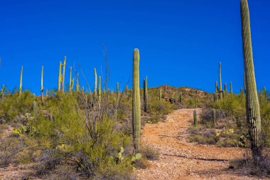 Tucson, Arizona 'da uzun ince bir Saguaro Kaktüsü