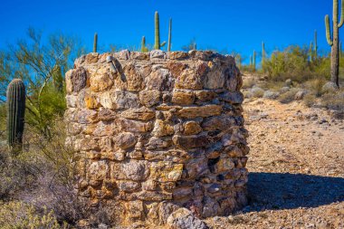 Tucson, Arizona 'da uzun ince bir Saguaro Kaktüsü
