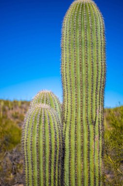 Tucson, Arizona 'da uzun ince bir Saguaro Kaktüsü