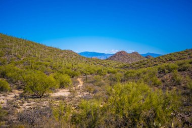 Tucson, Arizona 'da uzun ince bir Saguaro Kaktüsü