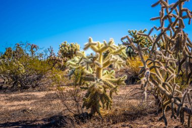 Tucson, Arizona 'dan bir oyuncak ayı Cholla.