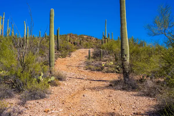 Tucson, Arizona 'da uzun ince bir Saguaro Kaktüsü