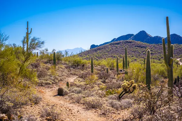 Tucson, Arizona 'da uzun ince bir Saguaro Kaktüsü