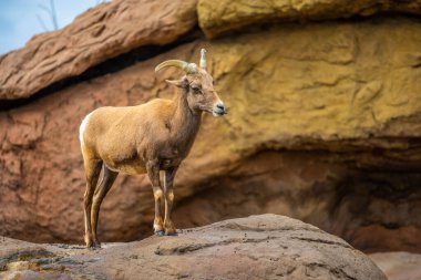 Sonora Çölü 'nde gezinen bir koyun.