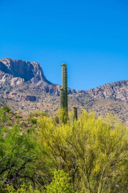 Tucson, Arizona 'da uzun ince bir Saguaro Kaktüsü