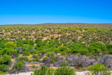 Tucson, Arizona 'da uzun ince bir Saguaro Kaktüsü