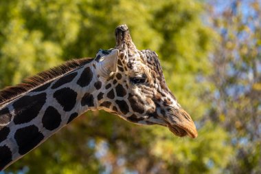 Reid Park Hayvanat Bahçesi 'nde dolaşan yaşayan en uzun boylu karasal hayvan.