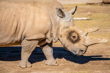 Reid Park Hayvanat Bahçesi 'nde dolaşan büyük ve büyük bir beyaz gergedan alt türü.