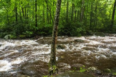 NP, Tennessee 'deki Büyük Smokey Dağları' na bakan doğa manzarası