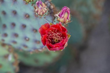 Tucson, Arizona 'da çiçek açan bir kaktüs.