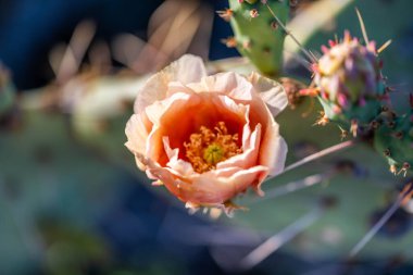 Arizona, Saguaro NP 'de çiçek açan bir kaktüs.