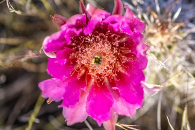 Arizona, Saguaro NP 'de çiçek açan bir kaktüs.