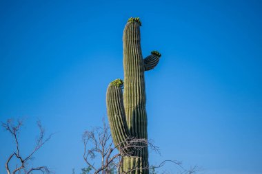 Tucson, Arizona 'da uzun ince bir Saguaro Kaktüsü