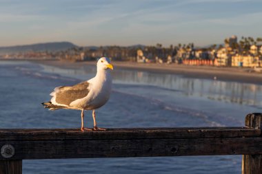 Oceanside, Kaliforniya 'da Bir Batı Martı