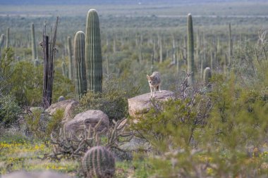 Tucson, Arizona 'da Meksikalı Gri Kurt.