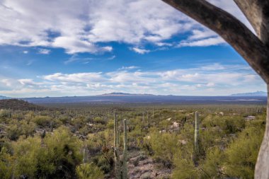 Tucson, Arizona 'da doğaya bakış açısı