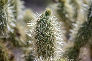 Arizona 'daki Organ Borusu Kaktüsü' nde çiçek açan bir kaktüs.