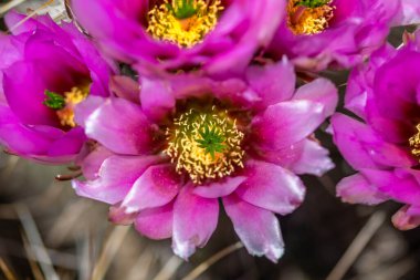 Arizona 'daki Organ Borusu Kaktüsü' nde çiçek açan bir kaktüs.