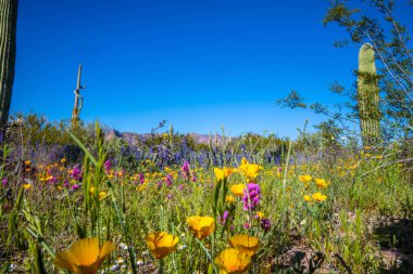 Arizona 'daki Organ Borusu Kaktüsü NM' nin manzarası