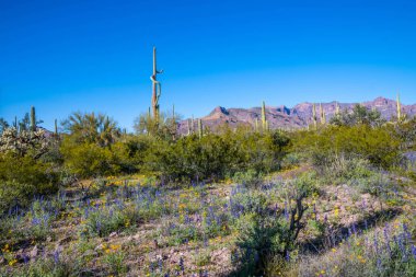 Arizona 'daki Organ Borusu Kaktüsü NM' nin manzarası