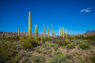 Arizona 'daki Organ Borusu Kaktüsü NM' nin manzarası