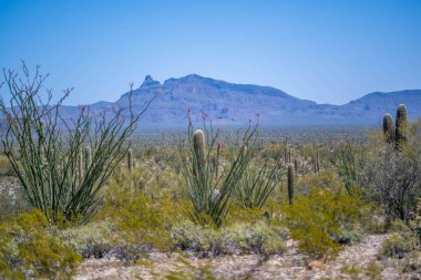 Arizona 'daki Organ Borusu Kaktüsü NM' nin manzarası