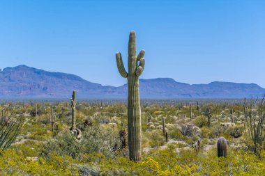 Arizona 'daki Organ Borusu Kaktüsü NM' nin manzarası