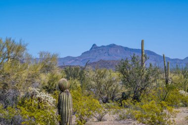 Arizona 'daki Organ Borusu Kaktüsü NM' nin manzarası