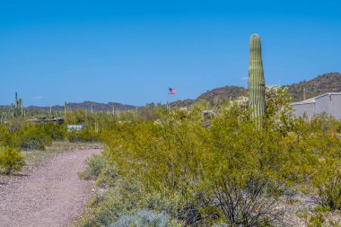 Arizona 'daki Organ Borusu Kaktüsü NM' nin manzarası