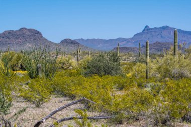 Arizona 'daki Organ Borusu Kaktüsü NM' nin manzarası