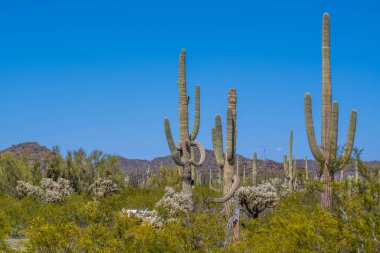 Arizona 'daki Organ Borusu Kaktüsü NM' nin manzarası