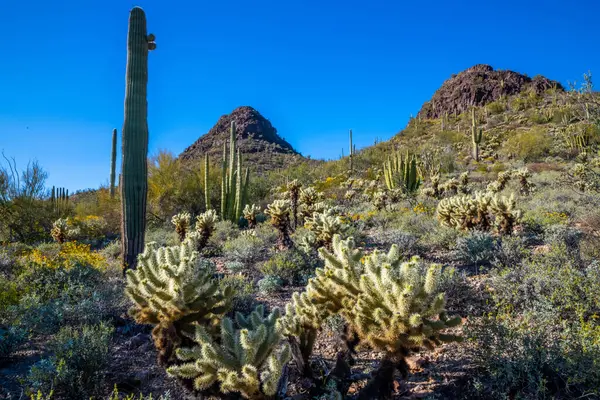 Arizona 'daki Organ Borusu Kaktüsü NM' nin manzarası