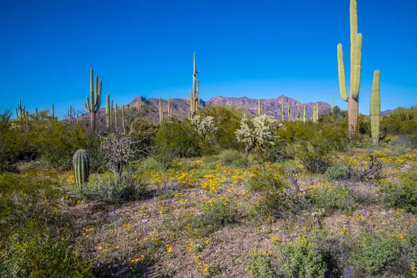 Arizona 'daki Organ Borusu Kaktüsü NM' nin manzarası