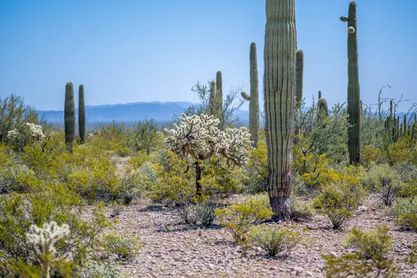 Arizona 'daki Organ Borusu Kaktüsü NM' nin manzarası