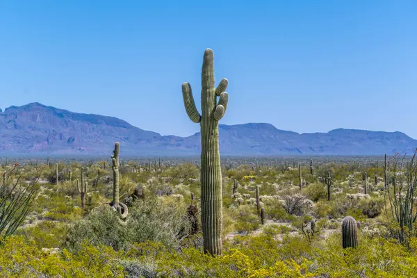 Arizona 'daki Organ Borusu Kaktüsü NM' nin manzarası
