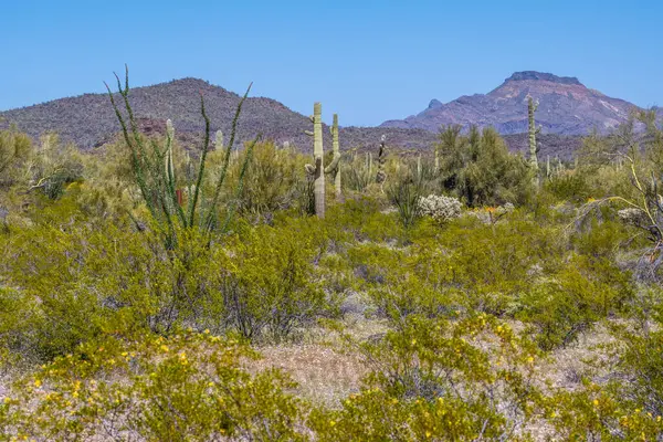 Arizona 'daki Organ Borusu Kaktüsü NM' nin manzarası