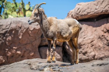 Tucson, Arizona 'da bir Bighorn koyunu.