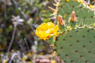Tucson, Arizona 'da çiçek açan bir kaktüs.