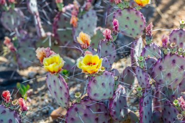 Tucson, Arizona 'da çiçek açan bir kaktüs.