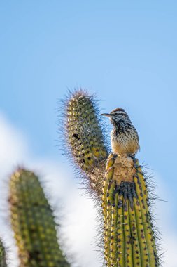 Tucson, Arizona 'da bir Cactus Wren.