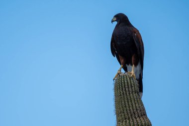 Tucson, Arizona 'da koyu kahverengi bir Harris Hawk.