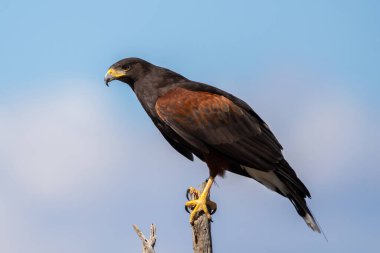 Tucson, Arizona 'da koyu kahverengi bir Harris Hawk.