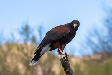 Tucson, Arizona 'da koyu kahverengi bir Harris Hawk.