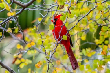 Tucson, Arizona 'da bir Kuzey Kardinali